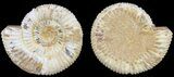 Cut & Polished Ammonite (Perisphinctes) Fossil #53866-1
